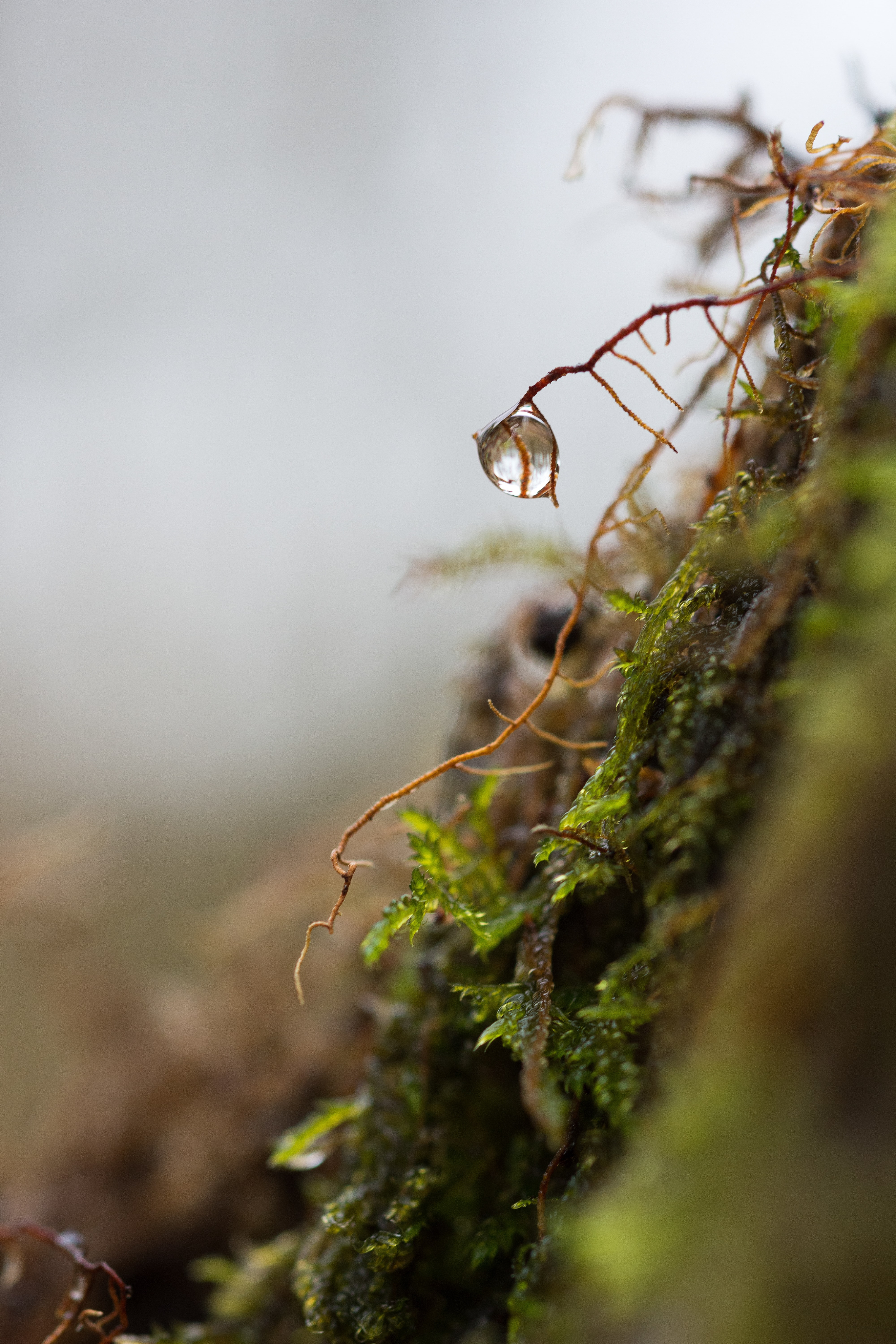 gary-ellis-bqkerdWA9gg-unsplash Rosa na zieleni - ilustracja dekoracyjna
